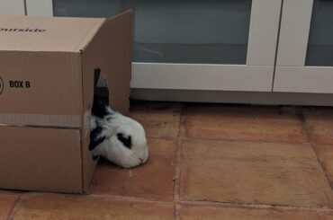 Sleeping in the guillotine