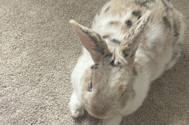 2/10 loaf 👎🏼👎🏼👎🏼 paw sneak