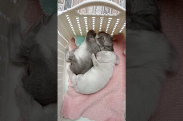 JUST RELAX #bunny #rabbit #animal #funnybunny #cute #pets #babybunny