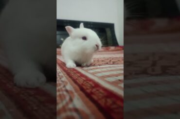 #rabbit #cute #baby #bunny #viralshorts