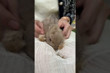 #cute #rabbit #shorts
