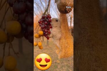 See the cute rabbit eating red grapes