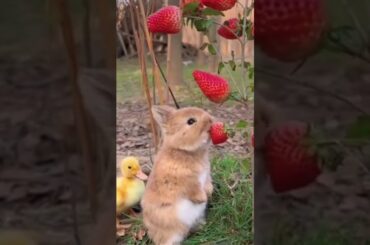 Cute bunny eating strawberry  #shorts #bunny #chicks #rabbit #pets #viral #shortvideo #bunnyrabbit