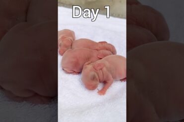 Cute BUNNY | Baby rabbits Grow Up #animals #pets #shorts