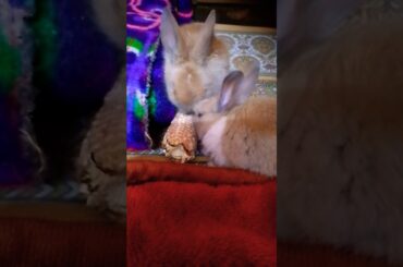#cuterabbit baby #animals #shortvideo #trending #viral #rabbite #cute #bunny
