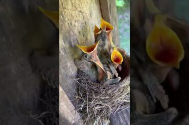 Baby Birds Eaten By Snake RIP