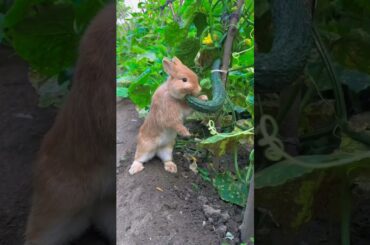 The little rabbit secretly eats cucumbers in the vegetable garden#pets #rabbit #animals
