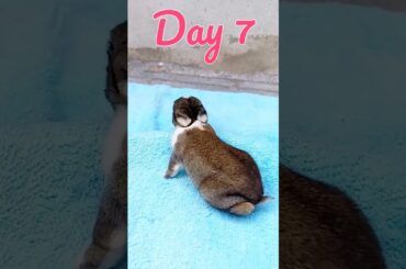 Baby BUNNY | Cute Rabbit Growth Day By Day #shorts