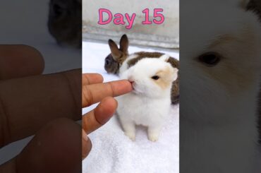 Rabbit Growth - Baby BUNNY Grow Up Day By Day #pets