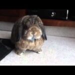 Bunny sneezing