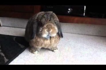 Bunny sneezing