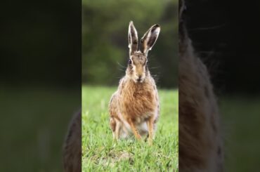 Rabbit | cute rabbit | bunny rabbit | rabbits #animalsounds