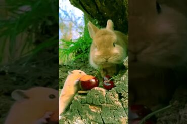 Cute rabbit and hamster and dog #p85