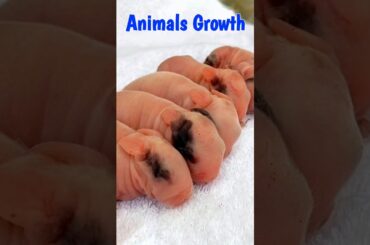 Animals Baby | Cute BUNNY Growth 1 To 18 Days