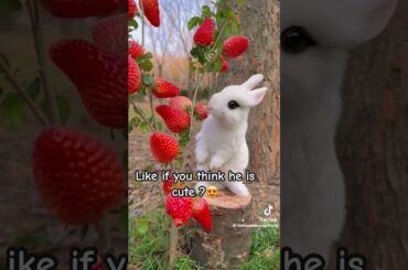 Cute rabbit#cuterabbit #animalshorts #cute