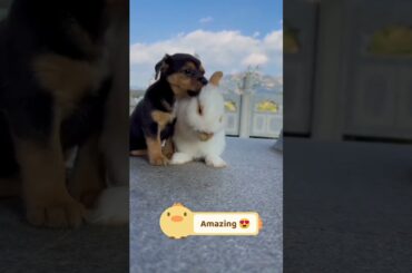 so so cute Rabbit and puppy friendship part 2#trend#cute #yearofyou#rabbit#puppy#cat#amzing#animals