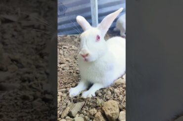 twitching nose of bunny #cute #bunny #rabbit #fun #animal