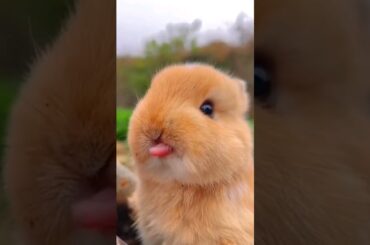The cutest baby bunny happiness #shorts #bunny #rabbit #cute #shortvideo #viral