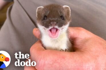 Tiny Baby Stoat Has The Best Reaction When She Meets Someone Like Her | The Dodo Little But Fierce