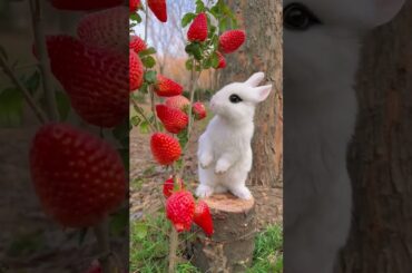 #cute #rabbit