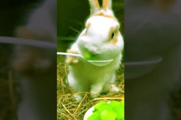 So delicious. cute rabbit and cat #p89