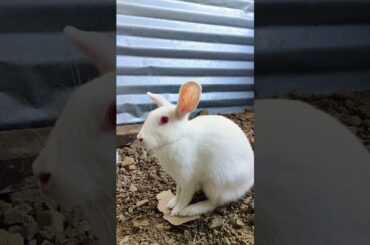 my bunny #cute #bunny #bunny #fun #rabbit