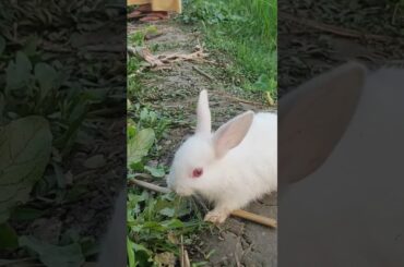 Cute rabbit  #shortvideo #shorts #short #shortsvideo #rabbit #shortsyoutube #reels #usa #short #uk