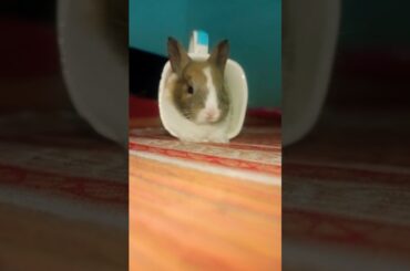 #rabbit #cute #bunny #viralshorts