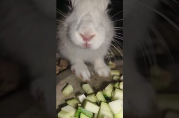 bunny in natural sound #cute #bunny #rabbit