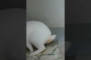 fixable rabbit cute bunny #bunny #bunnies #rabbitslover