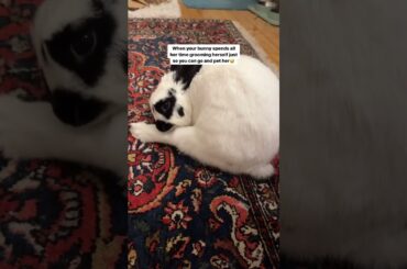 Gotta stay a soft bunny for the hoomans!funny pets cute bunny indoor rabbit #shorts #funnypet #bunny