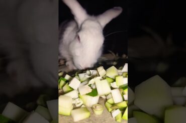vegitable lover #cute #bunny #rabbit #food #viral