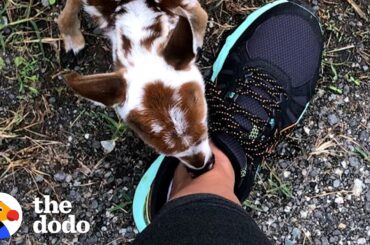 Tiniest Baby Deer Asks Woman To Rescue Him | The Dodo Faith = Restored