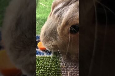 Your heart is now mine #cute #bunny #cutebunny #aww #shorts