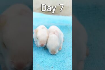 Cute Bunny | Baby Rabbits Grow Up 1 To 14 Days