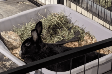 Yeah, sure. Sploot in your litter box, Camille.