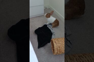 Bunny Digs Clothes #freeroamrabbit #rabbit #bunny #shorts #cutebunny