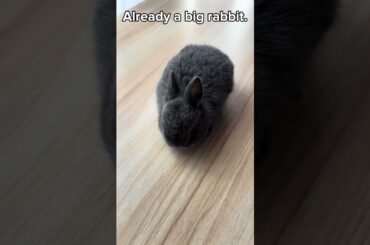 Baby Rabbit Day 20 #rabbit #cute #babyrabbit #relaxing #bunny #pet