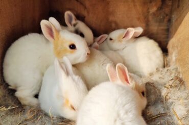 Too Much Cute Baby Rabbits Face | Little Rabbit Sounds