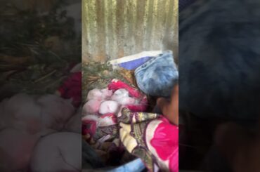 #rabbit #cute #baby #like #subscribe #for #more