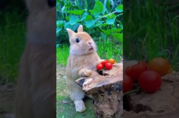 Cute little rabbit burps after eating a tomato #cuteanimals #funnyanimals #cute