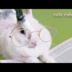 Cute Baby Rabbits Playing,Feeding Activities | Bunny Rabbit (Baby Rabbits)|| part-1