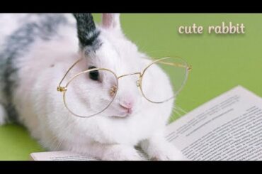 Cute Baby Rabbits Playing,Feeding Activities | Bunny Rabbit (Baby Rabbits)|| part-1