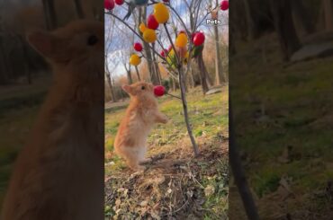 The cute rabbit eats fruits with the birds