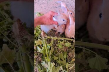 cute baby rabbit #arabic #love #rabbit #pets #petsvlog #youtubeshorts #viral
