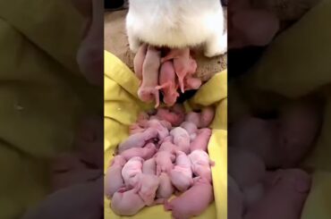Rabbit Baby | Baby Rabbits 1 To 16 Days
