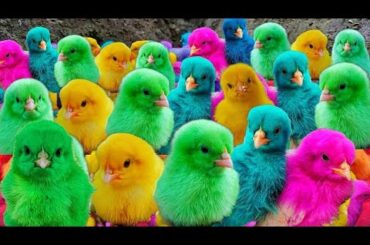 World Cute Chickens, Colorful Chickens, Rainbows Chickens, Cute Ducks, Cat, Rabbits,Cute Animals