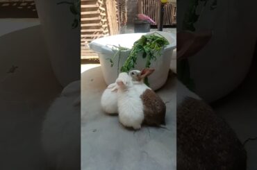 cute babies trying to eat #cutebaby #eating #grass #love #arabic #duckchicks #rabbit #shorts