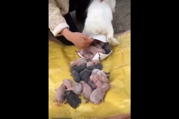cute rabbit baby #viral #rabbit #trending #shorts