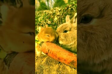 So cute baby rabbit and mother #rabbit #bunny